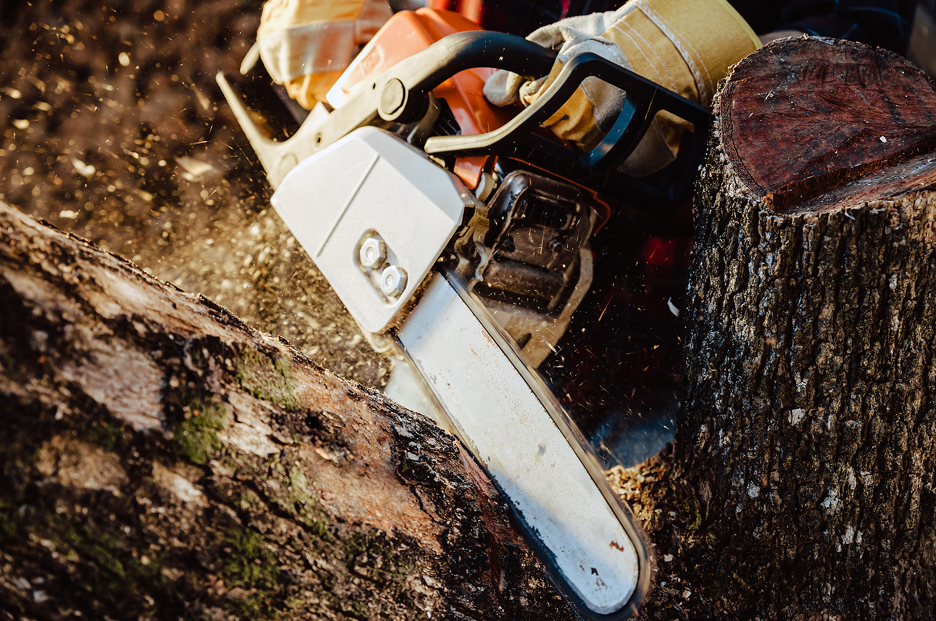 Rukovanje motornom pilom u arborikulturi